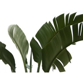 TRAVELLERS PALM LEAVES 06