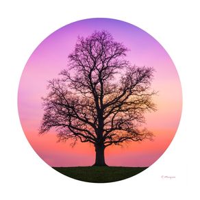 ÁRVORE DA VIDA - TREE OF LIFE