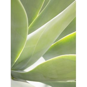 AGAVE REAL VERTICAL