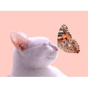 CAT AND THE BUTTERFLY