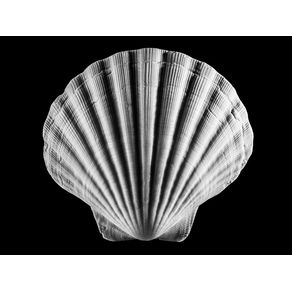 COQUILLES 1