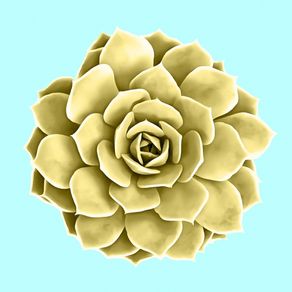 YELLOW SUCCULENT ON TEAL
